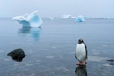 Пингвины в Антарктиде №47