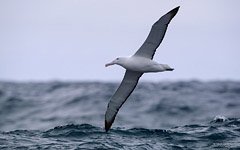 Полет альбатроса над Антарктидой Полет альбатроса над Антарктидой