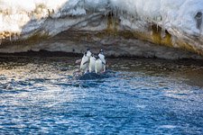 Пингвины в Антарктиде №29