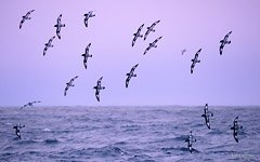 Стая птиц в небе над Антарктидой Стая птиц в небе над Антарктидой
