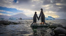 Пингвины в Антарктиде №1