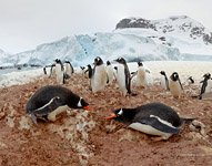 Пингвины в Антарктиде №53