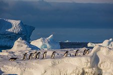 Пингвины в Антарктиде №30