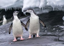 Пингвины в Антарктиде №43