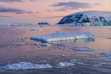 Penguins on the ice floe