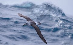 Альбатрос над Южным океаном