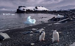 Антарктические пингвины на берегу