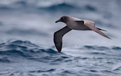 Альбатрос над водами Южного океана