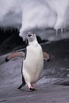 Пингвины в Антарктиде №41
