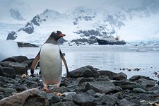 Пингвины в Антарктиде №45