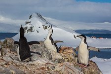 Пингвины в Антарктиде №37
