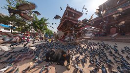Животный мир Катманду Животный мир Катманду