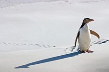 Великолепный пингвин