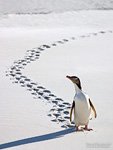 Желтоглазый пингвин в Новой Зеландии