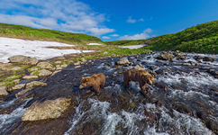 Bears of Kamchatka