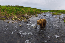 Медведь на речке Камбальной №2