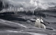 Пингвины Антарктиды №3