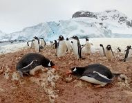 Пингвины выясняют отношения. Антарктида