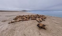 Моржи на Torellneset Моржи на Torellneset