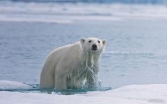 Вылезающий из воды белый медведь