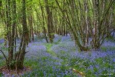 Forest near Château de Chambord