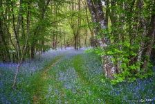 В лесу у замка Шамбор В лесу у замка Шамбор
