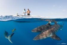Сплит-фото с акулами