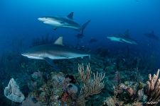 Sharks near coral reef