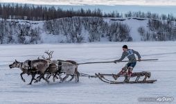 День Оленевода День Оленевода