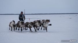 День Оленевода День Оленевода
