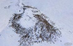 Оленье стадо ненцев с высоты птичьего полета Оленье стадо ненцев с высоты птичьего полета