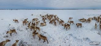 Оленье стадо хантов Оленье стадо хантов
