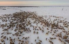 Оленье стадо ненцев Оленье стадо ненцев