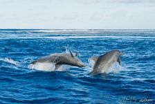 Дельфины. Рангироа