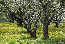 Цветение яблоневых садов