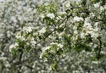 Blooming of apple tree