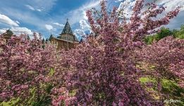 Яблони и воссозданный деревянный дворец царя Алексея Михайловича