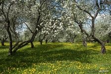 Дьяковский яблоневый сад