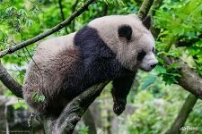 Панда на дереве