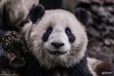 Портрет панды