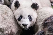 Взгляд панды