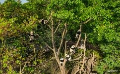 Pandas on a tree