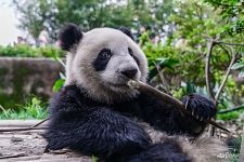 Панда и бамбумк