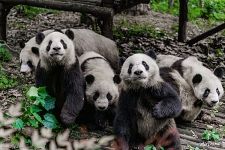 Giant Pandas