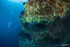 Подводный мир Южных Мальдив Подводный мир Южных Мальдив