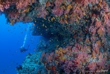 Кораллы Южных Мальдив