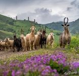 Горные козлы Горные козлы