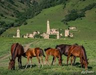 Ингушские башни и лошади