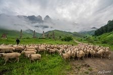 Овцы и бараны в Ингушетии