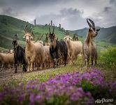 Горные козлы Горные козлы